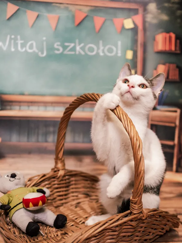 Znaleziono kota, Sosnowiec, 3 lipca 2025 (4/5)