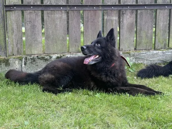 Pies do adopcji, Kraków, 20 czerwca 2025 (2/4)