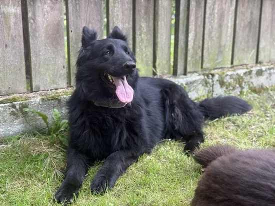 Pies do adopcji, Kraków, 20 czerwca 2025 (2/5)