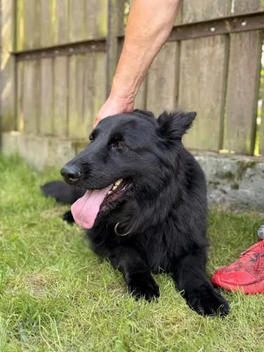 Pies do adopcji, Kraków, 20 czerwca 2025 (4/5)