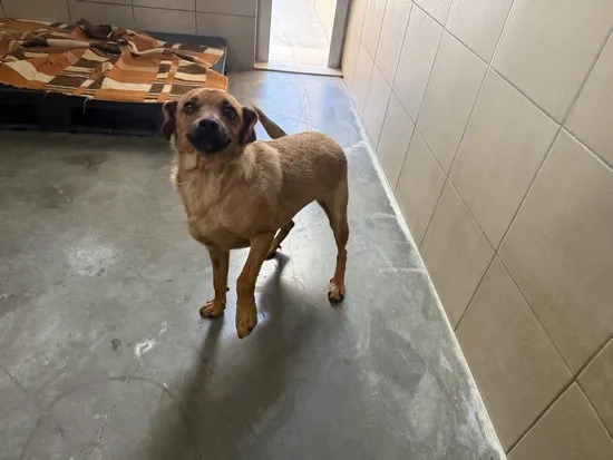 Pies do adopcji, Kraków, 20 czerwca 2025