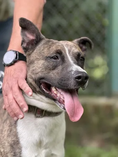 Pies do adopcji, Kraków, 20 czerwca 2025 (2/5)