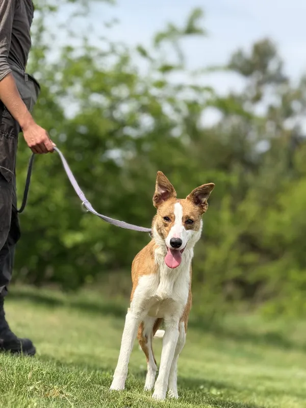 Pies do adopcji, Pieczyska, 4 lipca 2025 (4/4)