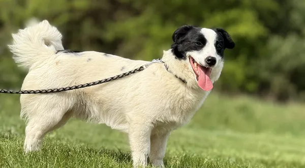 Pies do adopcji, Pieczyska, 4 lipca 2025 (1/4)