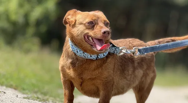 Pies do adopcji, Pieczyska, 4 lipca 2025 (1/4)