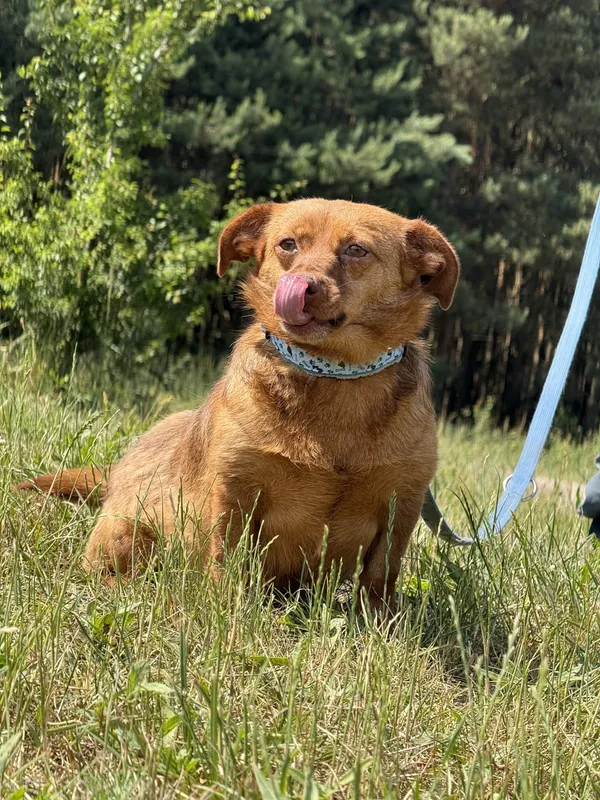 Pies do adopcji, Pieczyska, 4 lipca 2025 (4/4)