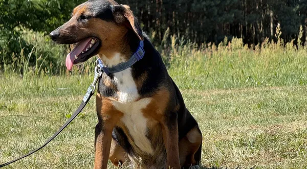 Pies do adopcji, Pieczyska, 4 lipca 2025 (1/4)