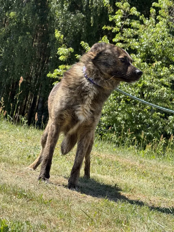 Pies do adopcji, Pieczyska, 4 lipca 2025 (3/3)