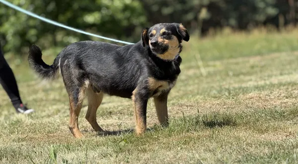 Pies do adopcji, Pieczyska, 4 lipca 2025 (1/3)