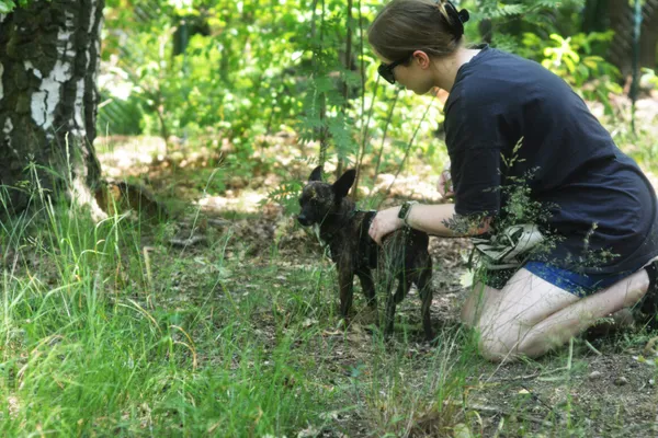 Pies do adopcji, Milanówek, 4 lipca 2025 (2/5)