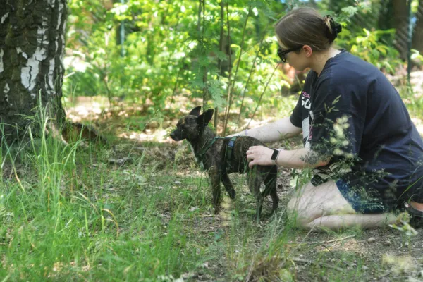 Pies do adopcji, Milanówek, 4 lipca 2025 (3/5)