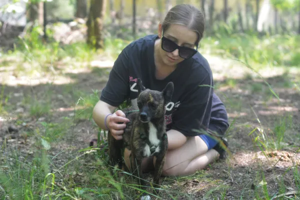 Pies do adopcji, Milanówek, 4 lipca 2025 (4/5)