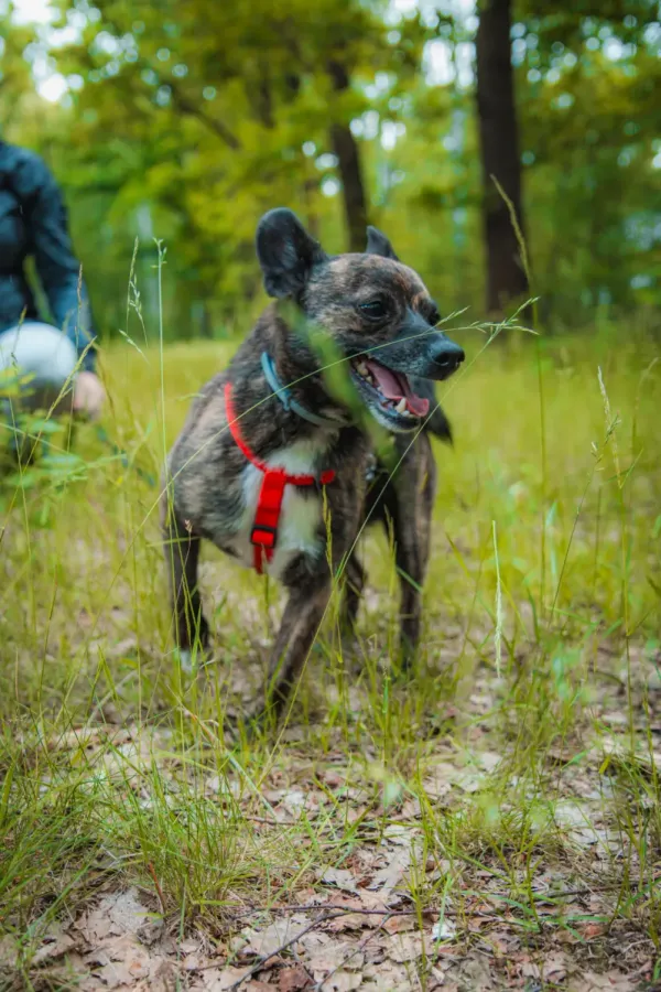 Pies do adopcji, Milanówek, 3 października 2026 (1/5)