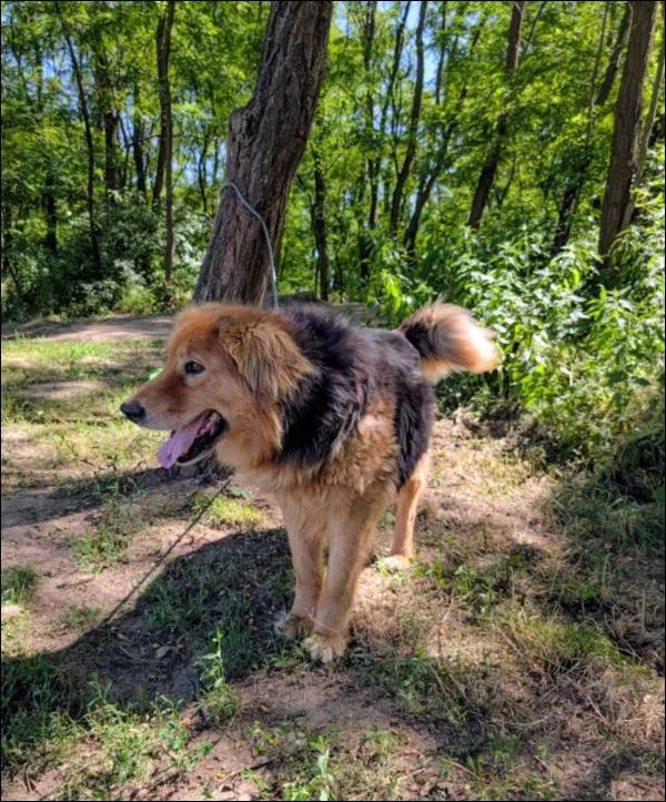 Znaleziono psa, Grudziądz, 30 grudnia 2024