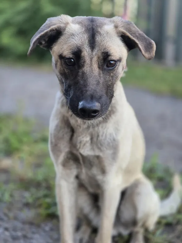 Oddam psa, Warszawa, Siekierki, 5 lipca 2025 (1/5)