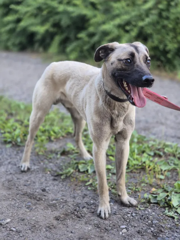 Oddam psa, Warszawa, Siekierki, 5 lipca 2025 (4/5)