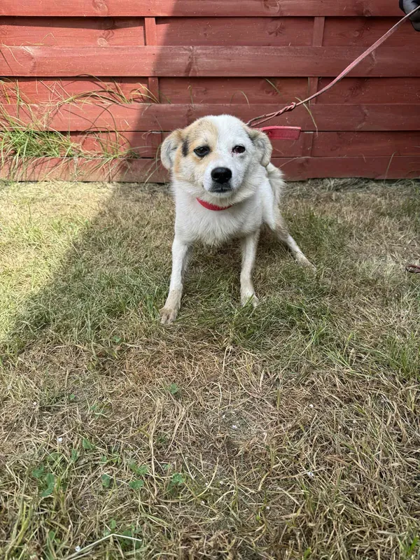 Znaleziono psa, Czartki, 4 lipca 2025