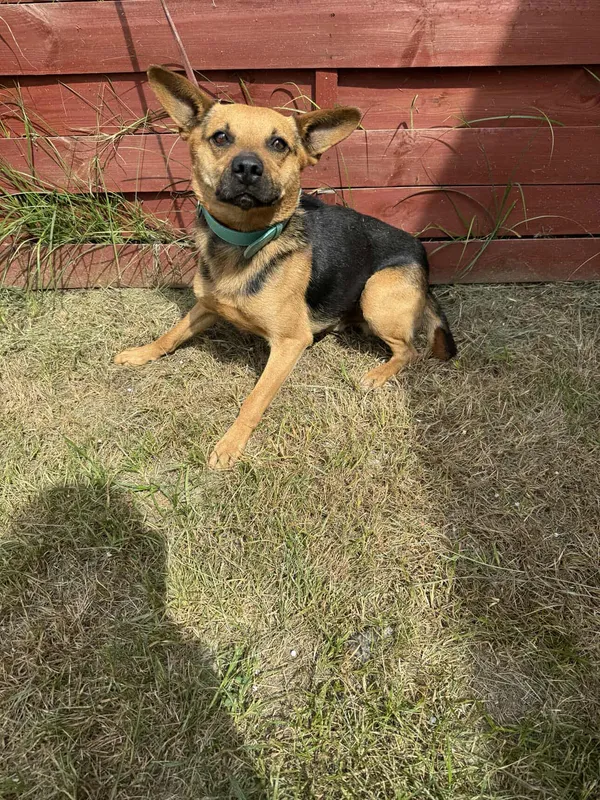 Znaleziono psa, Czartki, 4 lipca 2025