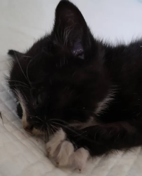 Znaleziono kota, Łódź, 4 lipca 2025 (2/2)