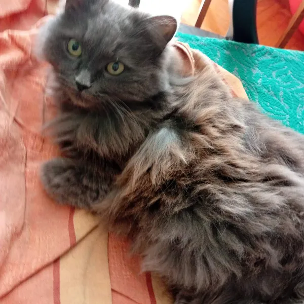 Zaginął kot, Jarosław, 5 lipca 2025