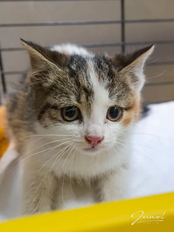 Kot do adopcji, Sopot, 5 lipca 2025 (1/4)