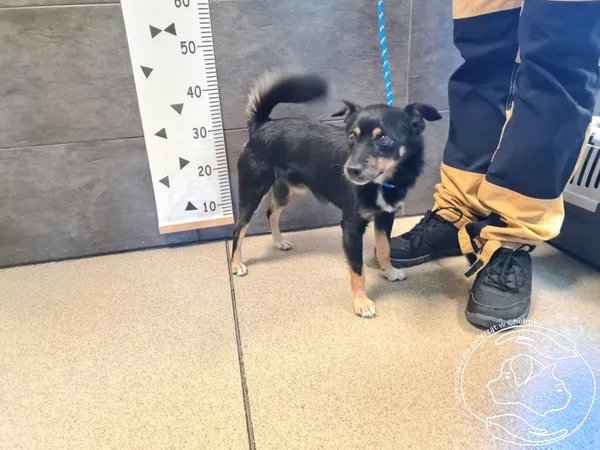 Znaleziono psa, Chełmek, 4 lipca 2025