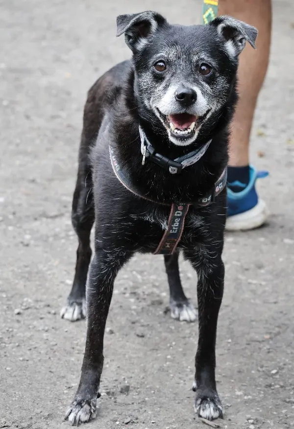 Znaleziono psa, Łódź, 5 lipca 2025 (3/5)