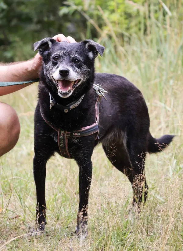 Znaleziono psa, Łódź, 5 lipca 2025 (5/5)