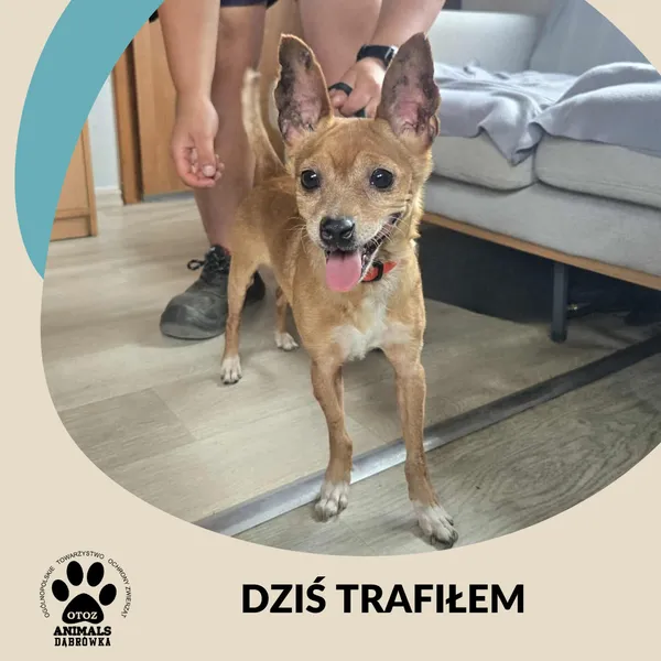 Znaleziono psa, Dąbrówka, 5 lipca 2025