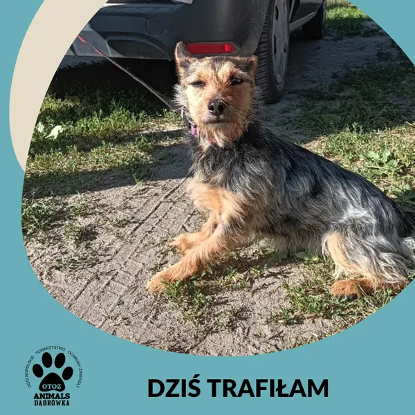 Znaleziono psa, Dąbrówka, 4 lipca 2025 (2/2)