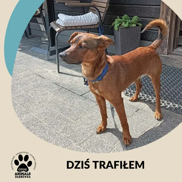 Znaleziono psa, Dąbrówka, 4 lipca 2025 (1/2)