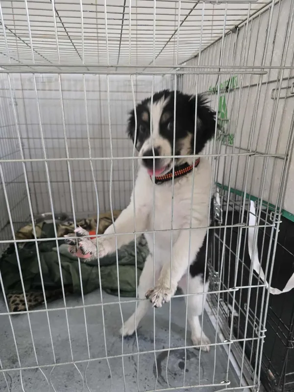 Znaleziono psa, Sosnowiec, 4 lipca 2025 (1/3)