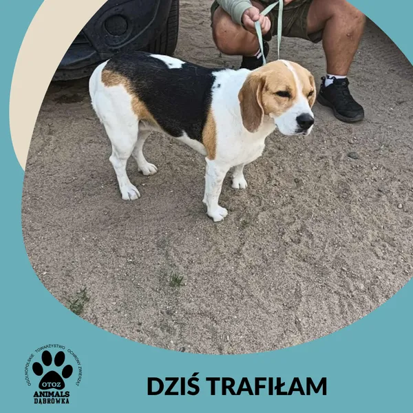 Znaleziono psa, Dąbrówka, 3 lipca 2025 (1/2)