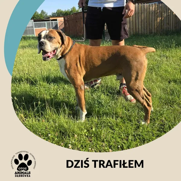 Znaleziono psa, Dąbrówka, 2 lipca 2025