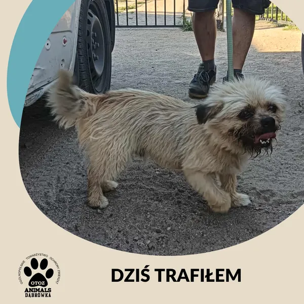 Znaleziono psa, Dąbrówka, 2 lipca 2025 (1/2)