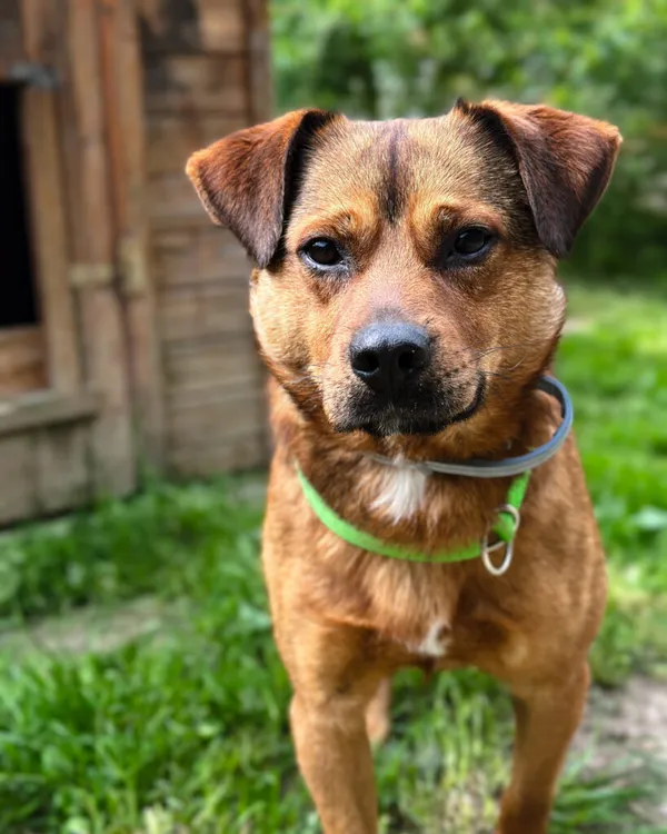 Pies do adopcji, Korabiewice, 5 lipca 2025 (1/5)