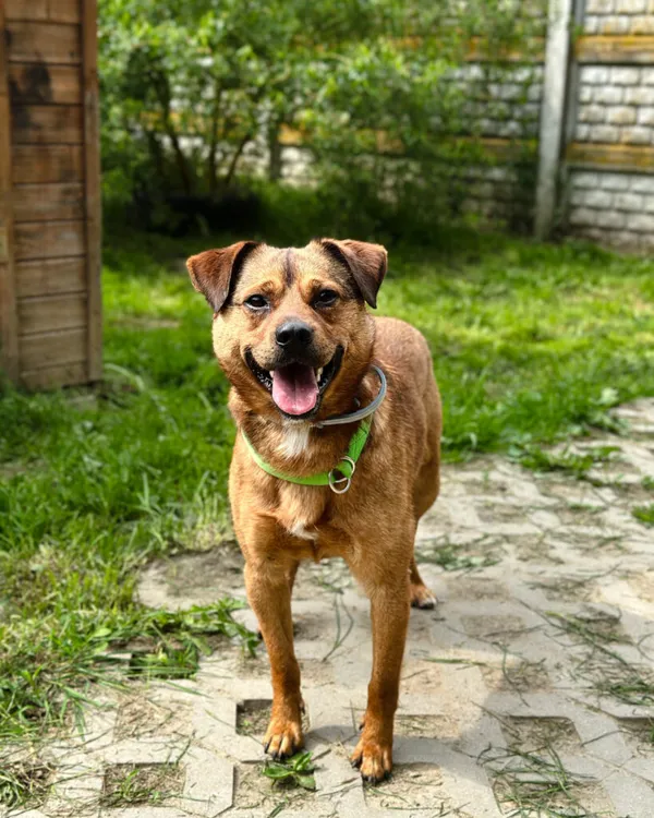 Pies do adopcji, Korabiewice, 5 lipca 2025 (3/5)