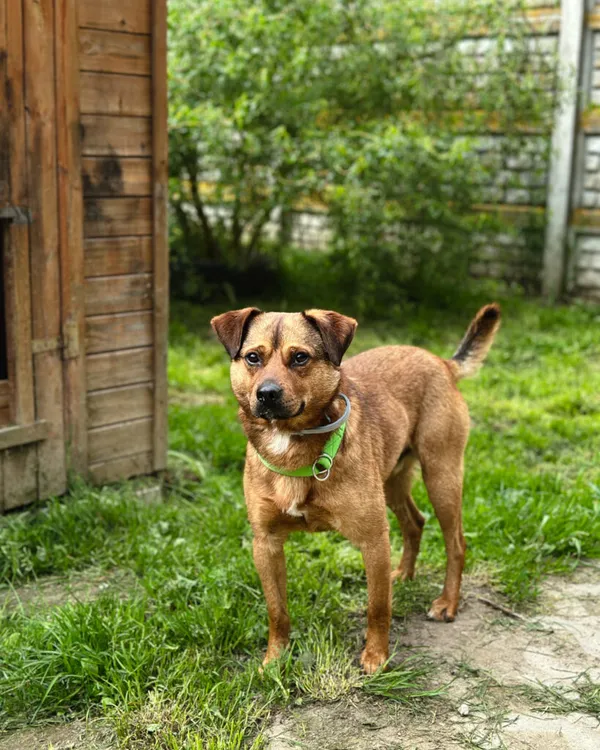 Pies do adopcji, Korabiewice, 5 lipca 2025 (4/5)