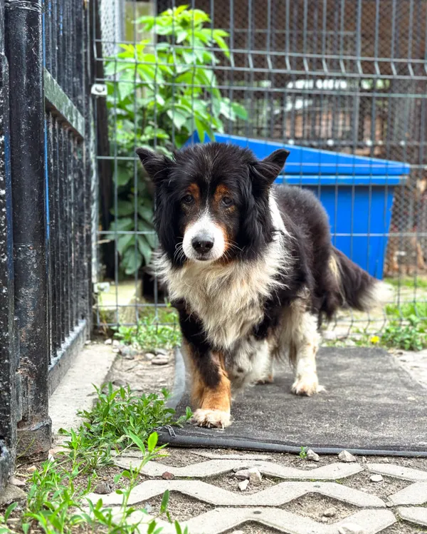 Pies do adopcji, Korabiewice, 5 lipca 2025 (1/5)