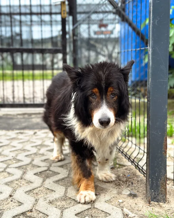 Pies do adopcji, Korabiewice, 5 lipca 2025 (2/5)