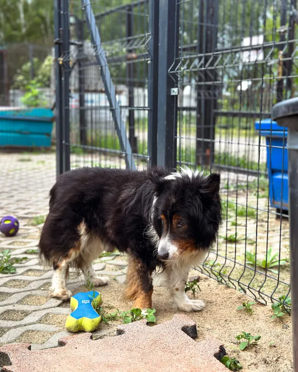 Pies do adopcji, Korabiewice, 5 lipca 2025 (3/5)