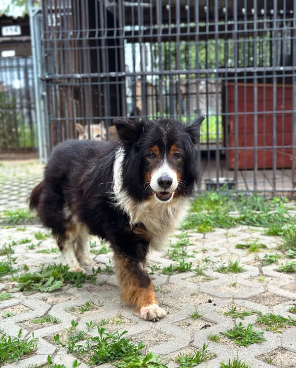 Pies do adopcji, Korabiewice, 5 lipca 2025 (4/5)