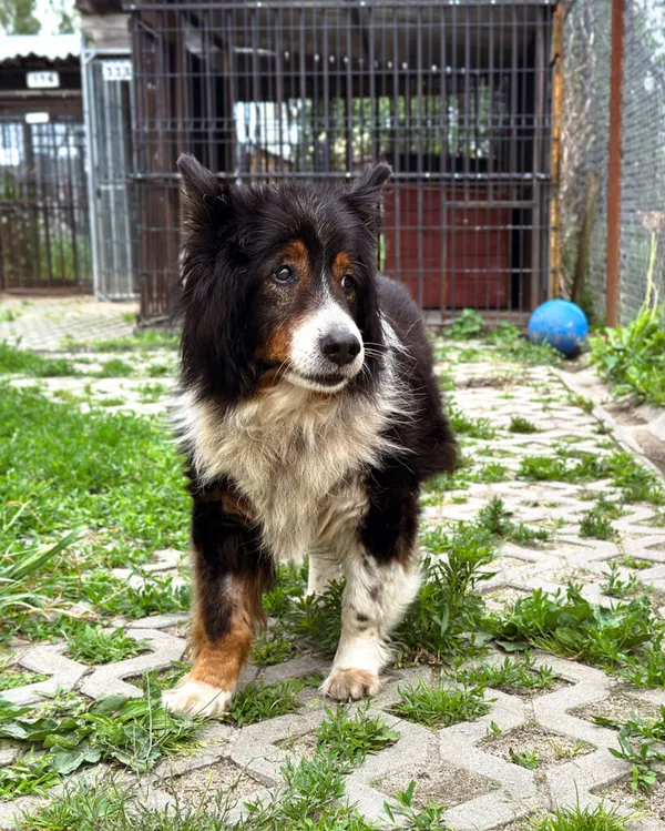 Pies do adopcji, Korabiewice, 5 lipca 2025 (5/5)