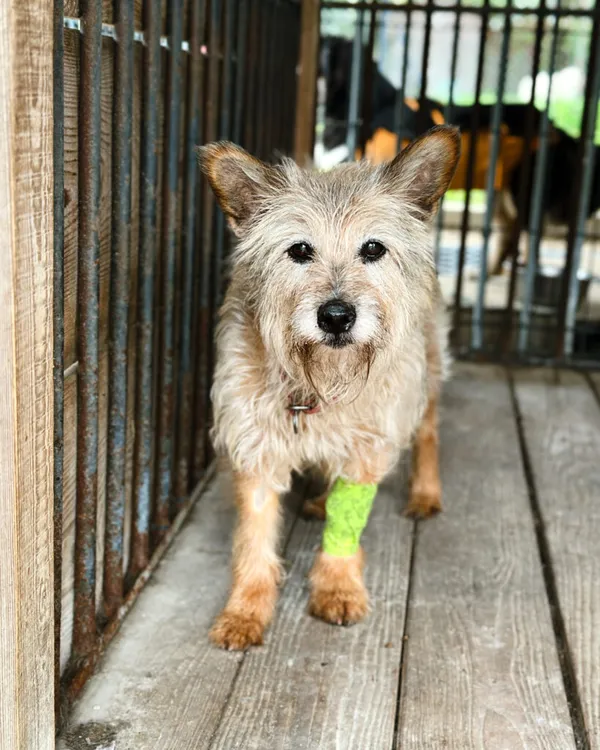 Pies do adopcji, Korabiewice, 5 lipca 2025 (1/5)