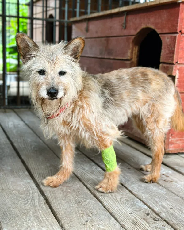 Pies do adopcji, Korabiewice, 5 lipca 2025 (3/5)