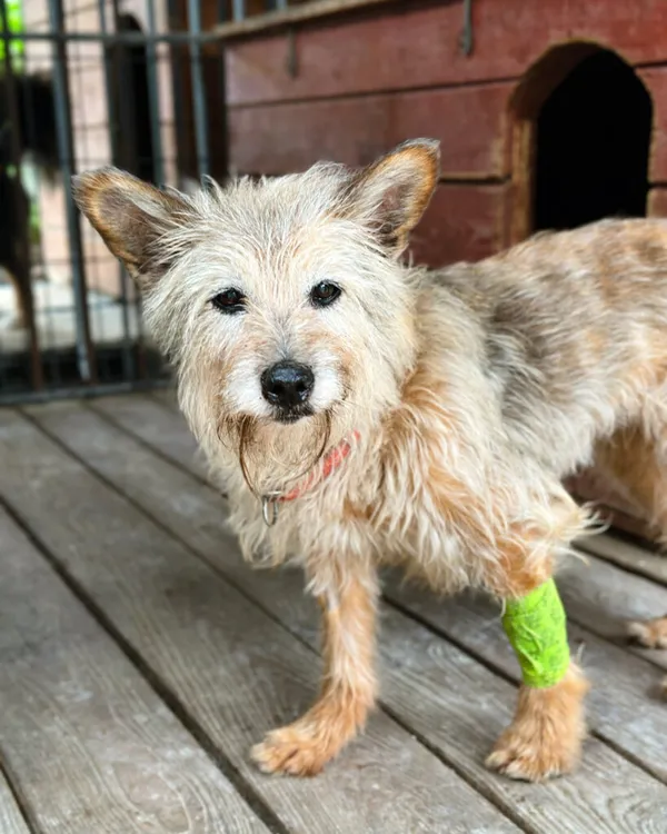 Pies do adopcji, Korabiewice, 5 lipca 2025 (4/5)