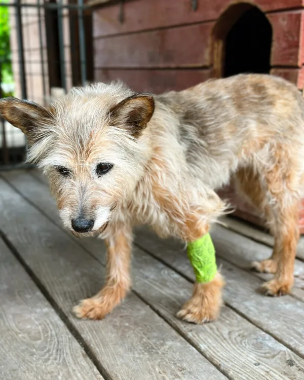 Pies do adopcji, Korabiewice, 5 lipca 2025 (5/5)