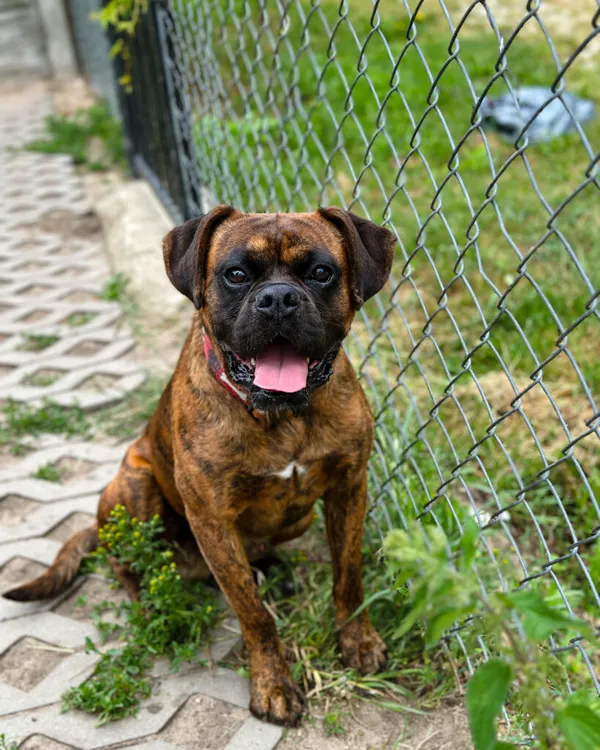 Pies do adopcji, Korabiewice, 5 lipca 2025 (1/5)