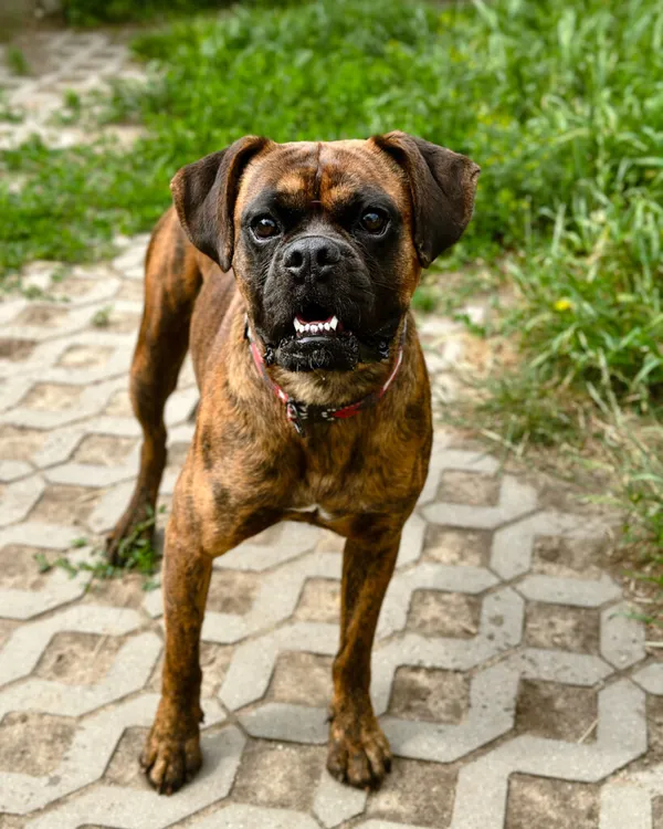 Pies do adopcji, Korabiewice, 5 lipca 2025 (4/5)