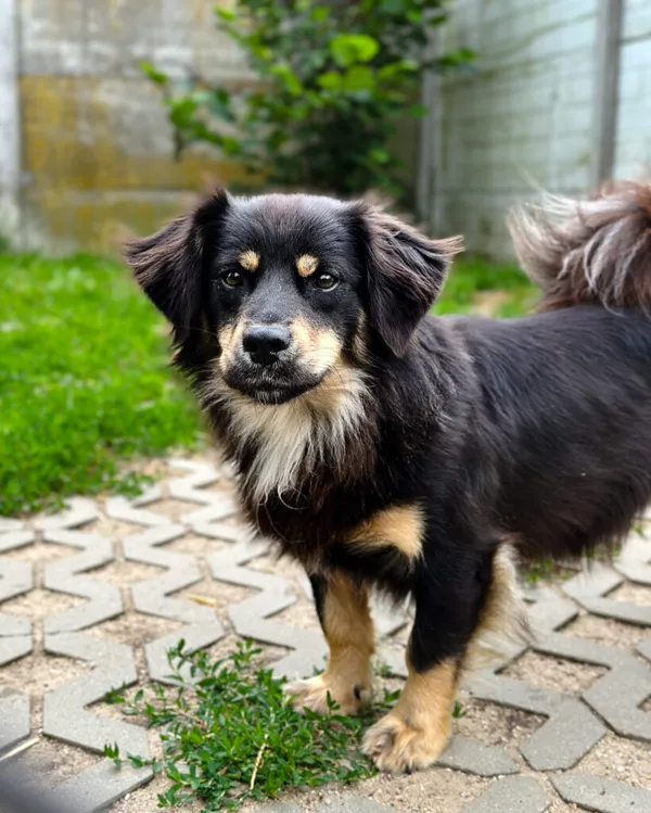 Pies do adopcji, Korabiewice, 5 lipca 2025 (1/5)